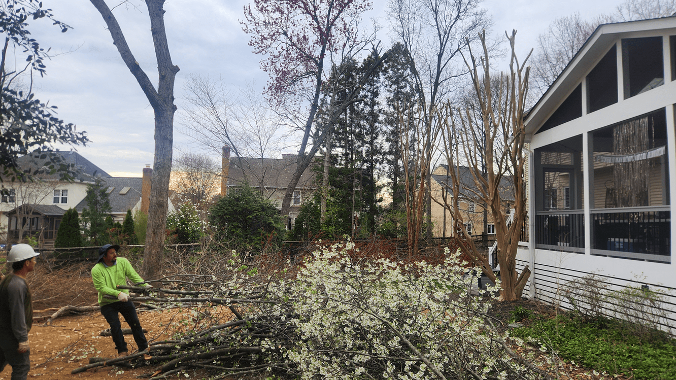 Tree Trimming